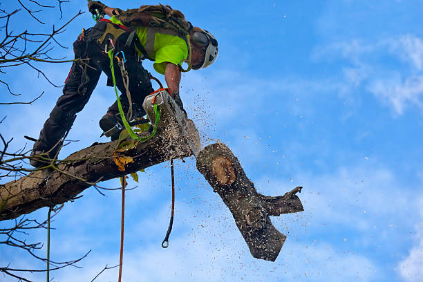 Best Seasonal Cleanup (Spring/Fall)  in USA